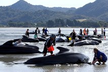 Na obali Nove Zelandije nasedlo še 200 kitov