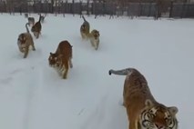 Kako je videti, če te lovi sibirski tiger?