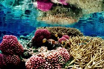 Do leta 2050 naj bi izginilo kar 90 odstotkov koralnih grebenov   