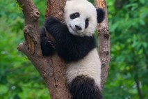 Vztrajna panda v štirih dneh na internetu dobila 163 milijonov ogledov   