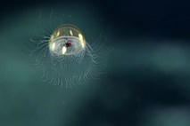 V objektiv ujeli čudovite posnetke »kozmične« meduze