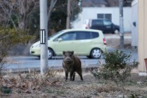 Prebivalcem Fukušime vrnitev sedaj preprečujejo še radioaktivne divje svinje