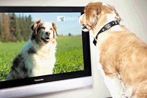 Kaj vidi pes, ko gleda televizijo?
