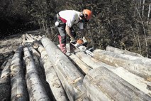 Družba Slovenski državni gozdovi: V želji po dobičku zanemarili skrb za gozdove 