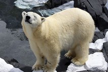 Polarna medvedka poginila zaradi »strtega srca« ob izgubi najboljše prijateljice
