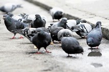 Množenje golobov bodo na Jesenicah preprečili z omejitvami hranjenja