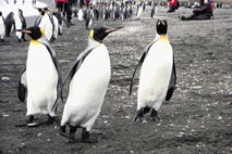 Kolonija skalnih pingvinov z  11 novimi člani