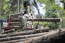Slovenija skriva, kdo so kupci lesa iz državnih gozdov, Hrvaška jih brez pomislekov javno objavi