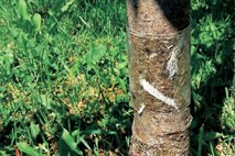 Drevesa proti škodljivcem, ki pridejo s tal, zaščitimo z lepljivim trakom 