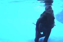 Na Tajskem si lahko iz prve vrste ogledate plavanje slonov