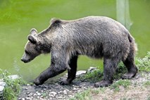 Medved se pogosteje zadržuje na območju Vnanjih Goric