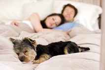 Devet razlogov, zakaj lahko pasjim ljubljenčkom dovolite spati v svoji postelji  