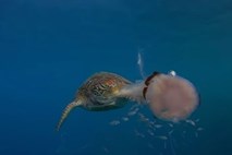 Želve se prehranjujejo tudi z lovkami meduz