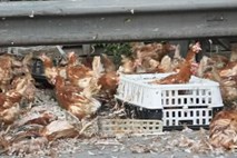 Na tisoče piščancev in kokoši več ur blokiralo prometno avtocesto