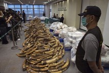 V Hongkongu največji zaseg slonovine v zadnjih 30 letih 