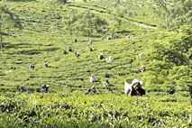  Zaradi protesta v Indiji ne bo čaja