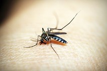 V Kaliforniji bodo izpustili 20 milijonov  komarjev