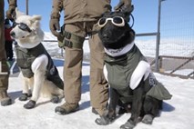 Čilski policijski psi dobili novo opremo