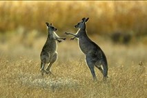 Pobegli kenguru se policistom ni predal z lahkoto