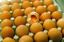 Nemčija sprožila uradno preiskavo glede oporečnih jajc