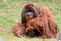 Poginil je orangutan, ki je pospravljal sobo in obvladal znakovni jezik