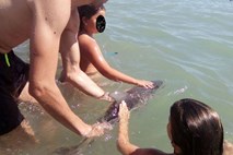 V Španiji kopalci s fotografiranjem in igranjem do smrti izmučili mladiča delfina 
