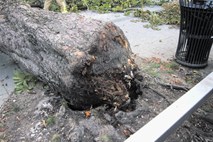 Po nesreči na Bregu ob Ljubljanici: Ne upam si pomisliti, kaj bi bilo, če bi naju namesto veje zadelo deblo