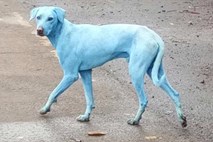 Po ulicah Mumbaja se sprehajajo modri psi