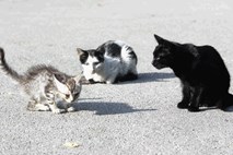 V Kamniku so lani oskrbeli več kot sto potepuških mačk