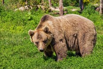 Medvedka ob vznožju Šmarne gore ni nevarna, lovci vseeno svetujejo previdnost