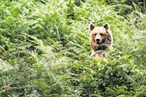 Medvedka z mladičema, ki je najprej zašla na Dobeno,  prispela pod Šmarno goro