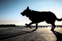 Sprehajanje psov kot preventiva za stare