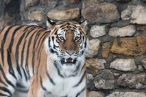 70 let po izumrtju tigrov v Kazahstanu zagnali projekt za njihovo ponovno naselitev 