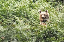 Iz narave naj bi do prihodnje jeseni odvzeli 108 medvedov in deset volkov