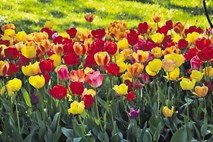 Rdeči tulipani so postali redkost