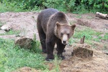 V osmih letih za tretjino več medvedov