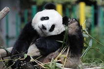 Padci, prevali in kotaljenje mladih pand v živalskem vrtu