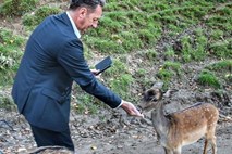 Instant zvezde: Pahor s slamnato žensko, Popovič hrani jelena