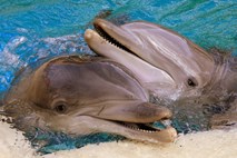 Kiti in delfini živijo podobno kot ljudje