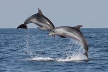 Slovenski raziskovalci odkrili nov način prepoznavanj delfinov