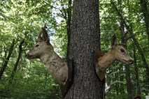 V vozilu odkrili kadavre dveh jelenov in ene srne, ustreljen jelen tudi na Dolenjskem
