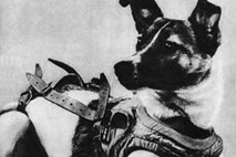 Pred 60 leti v vesolje poletelo prvo živo bitje - psička Lajka