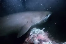 Morski pes prestrašil snemalno ekipo oddaje Modri planet