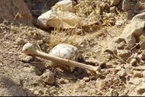 V Iraku našli množična grobišča z najmanj 400 žrtvami IS
