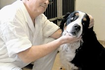 Kako zmanjšati stres psa ob obisku veterinarja, 1. del 