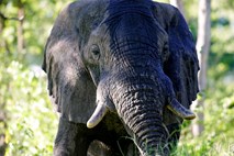 Trump želi »pomagati« slonom, zato bo dovolil uvoz slonovine