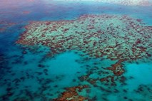 Uspešno zdravljenje neplodnosti Velikega koralnega grebena
