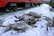 Na Norveškem so v zadnjem tednu vlaki povozili več kot sto jelenov
