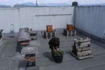 O izzivih urbanega čebelarjenja