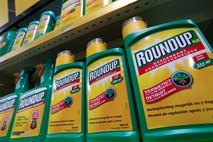 Nemški kmetijski minister naj bi samovoljno omogočil zmago Monsanta pri uporabi spornega herbicida glifosat